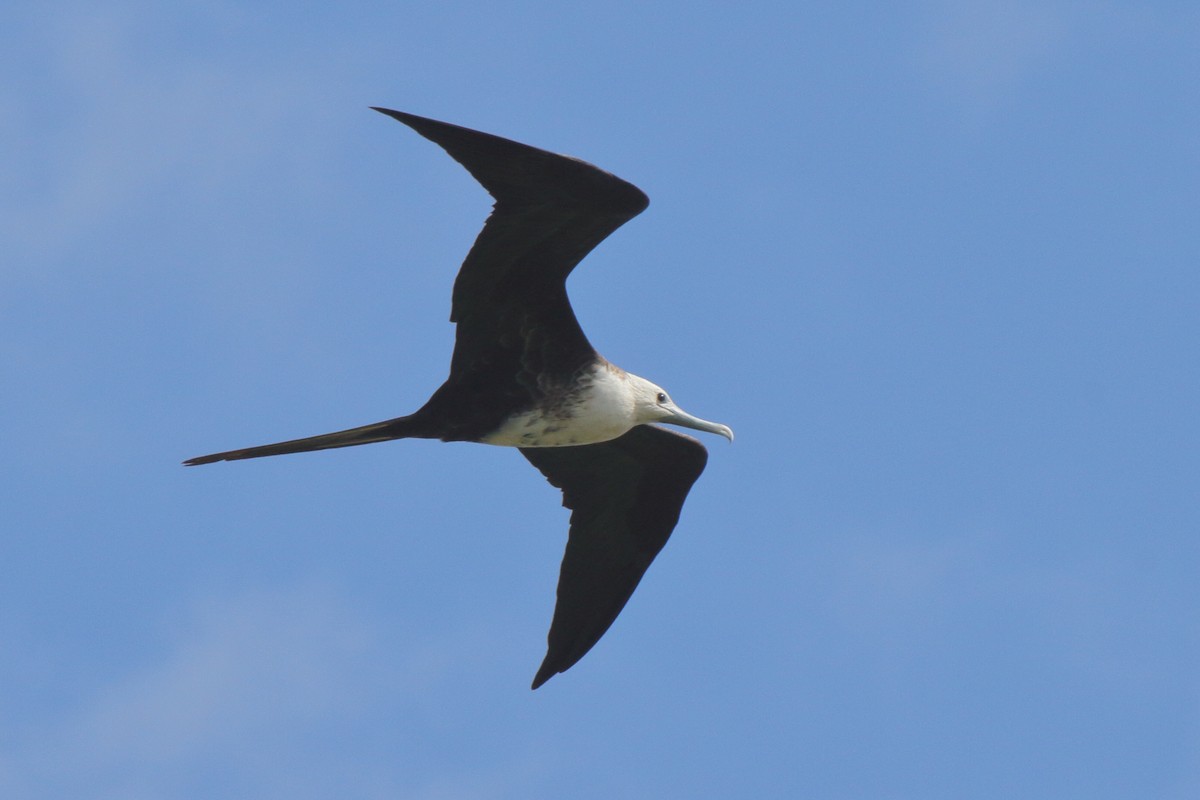 Magnificent Frigatebird - ML630732359