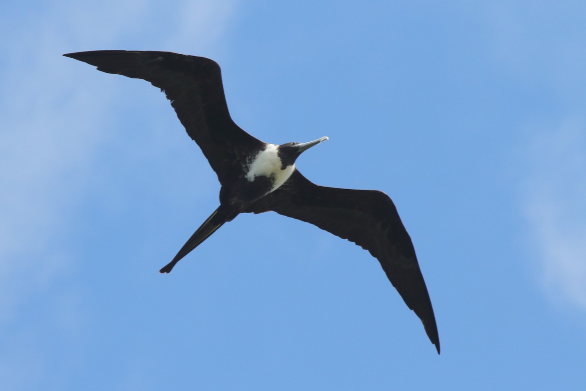 Magnificent Frigatebird - ML630732362