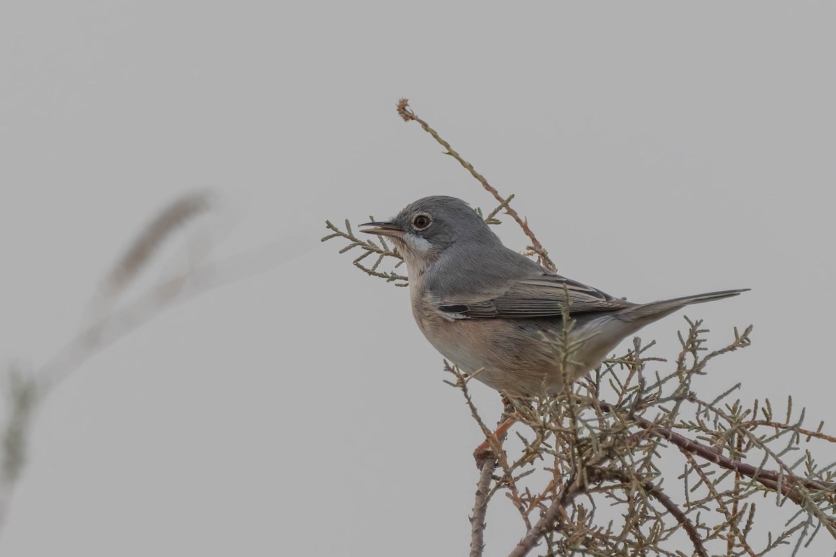 Moltoni's Warbler - Angel BAS-PEREZ
