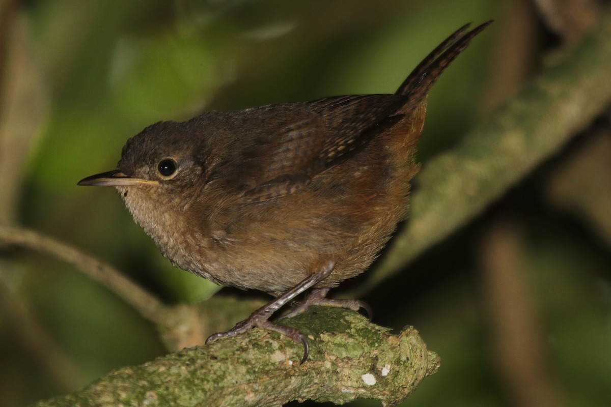 Southern House Wren (cis-Andean) - ML630732378