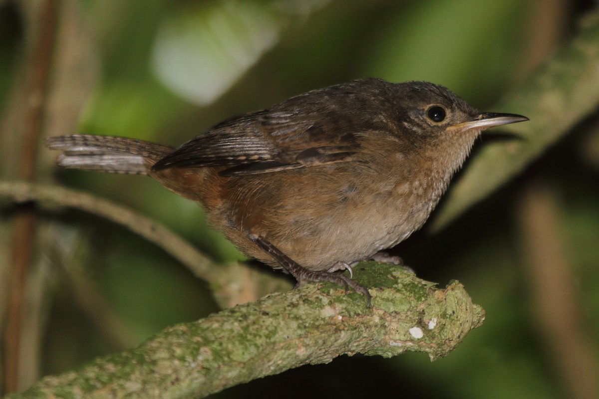 Southern House Wren (cis-Andean) - ML630732381