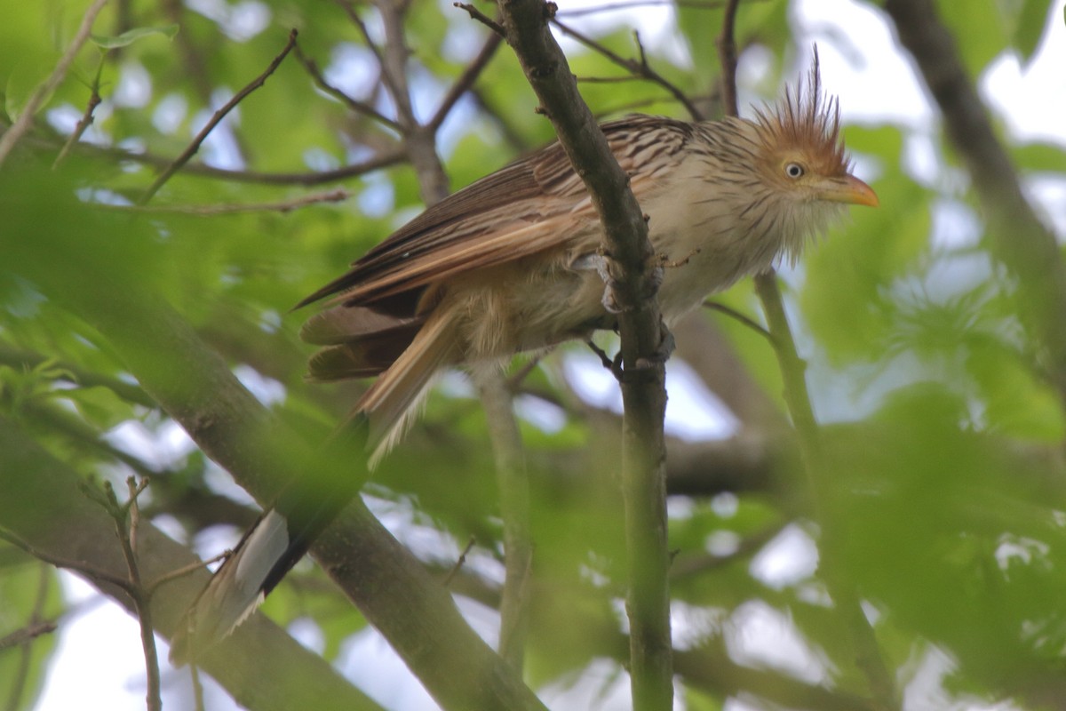 Guira Cuckoo - ML630732395