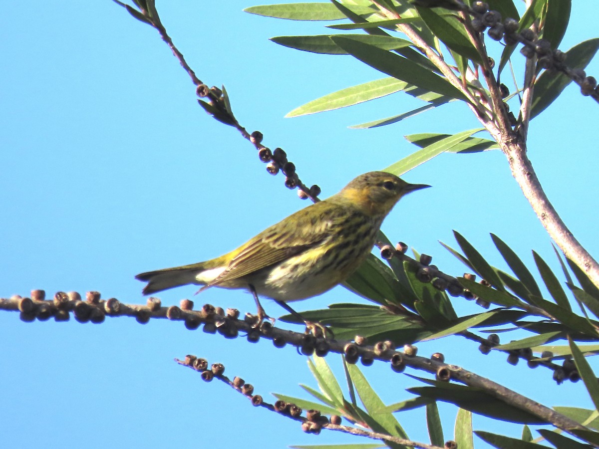 Cape May Warbler - ML630732704