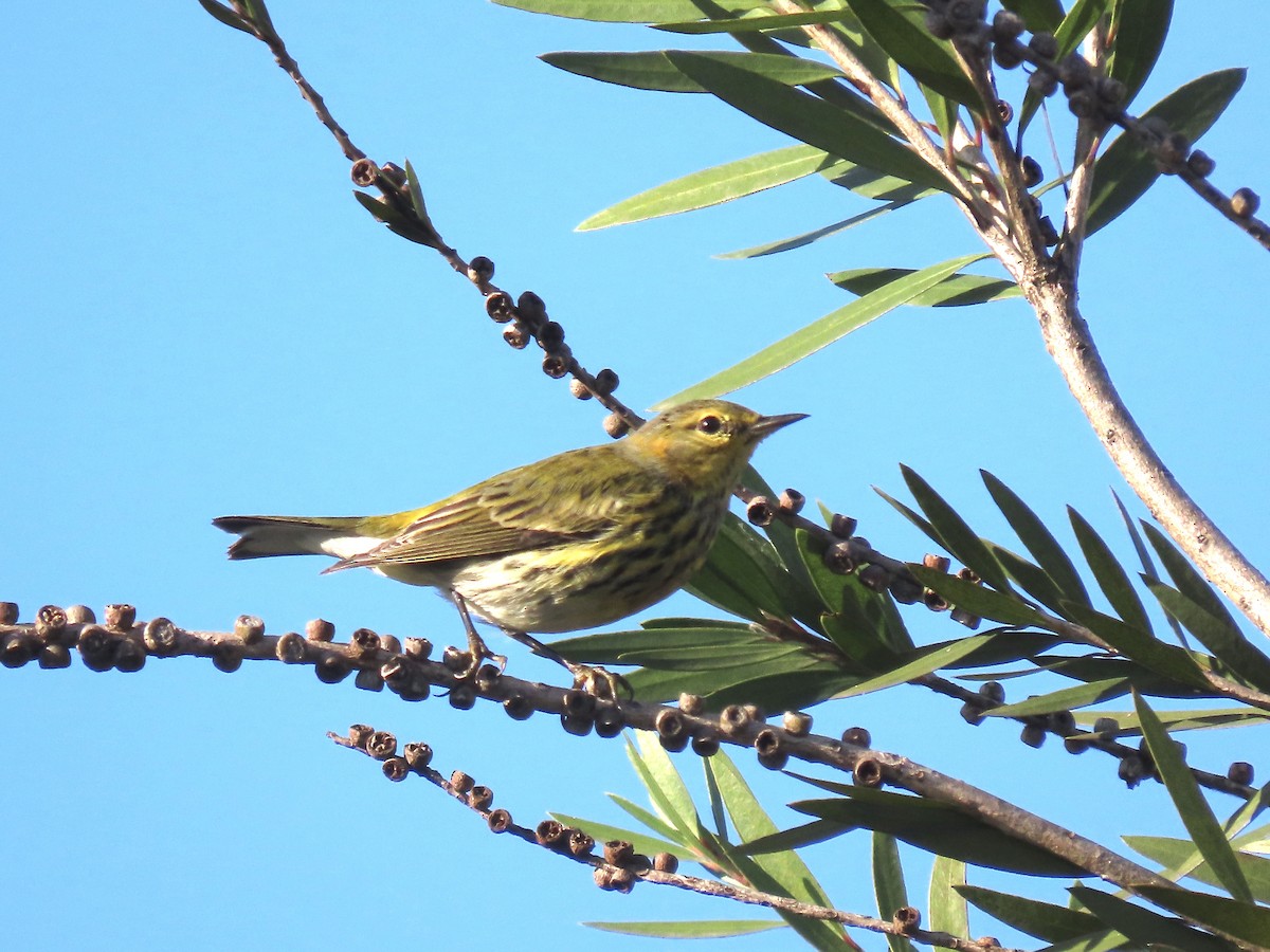 Cape May Warbler - ML630732705