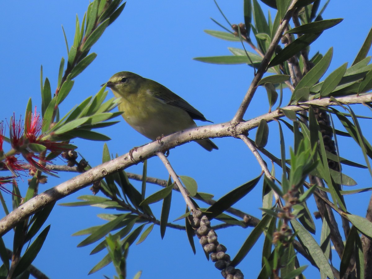 Tennessee Warbler - ML630732862