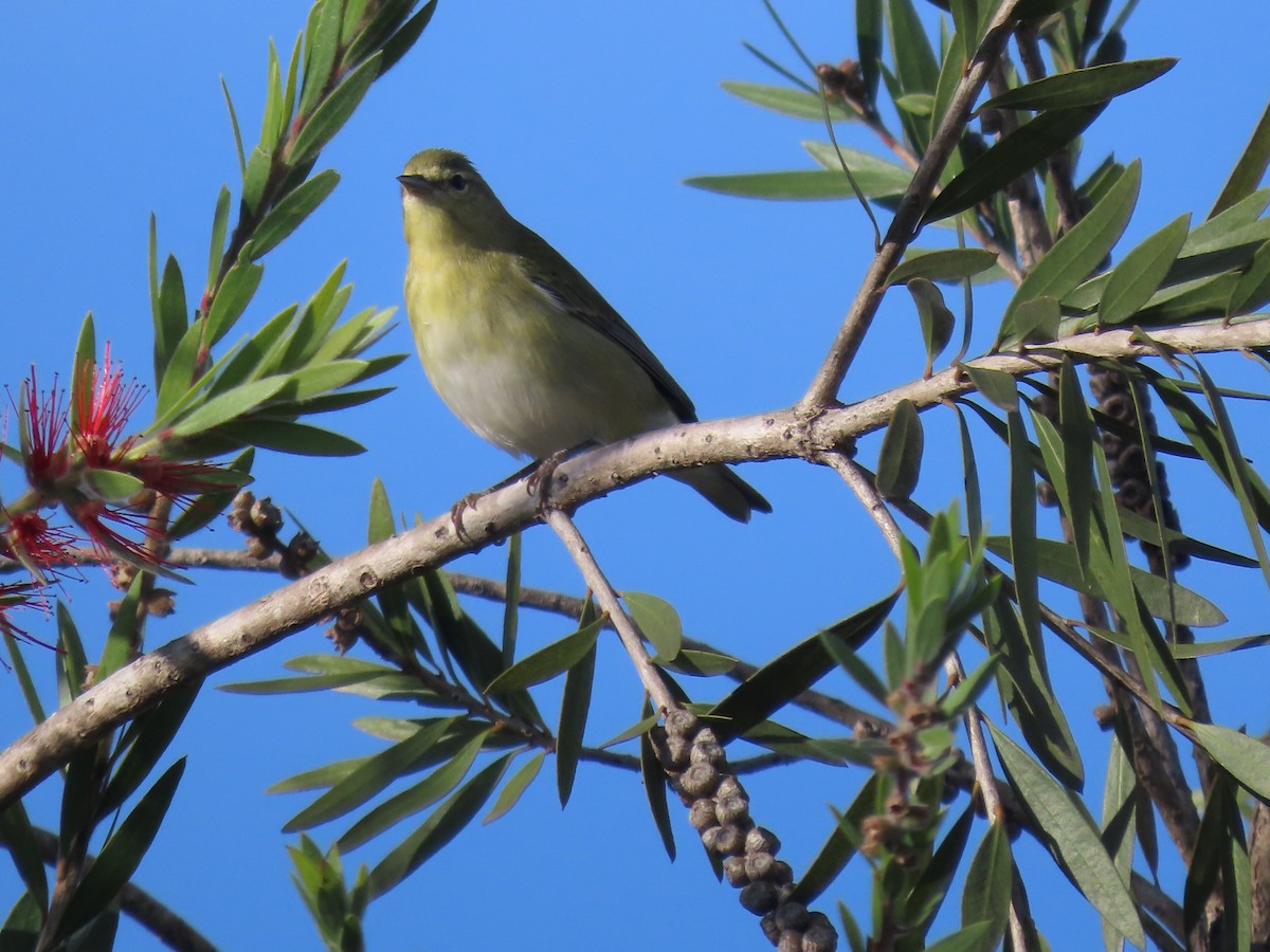 Tennessee Warbler - ML630732863