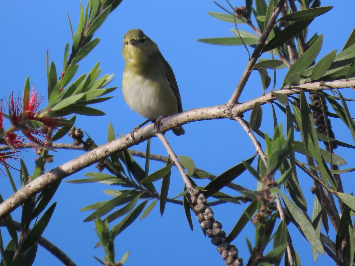 Tennessee Warbler - ML630732864