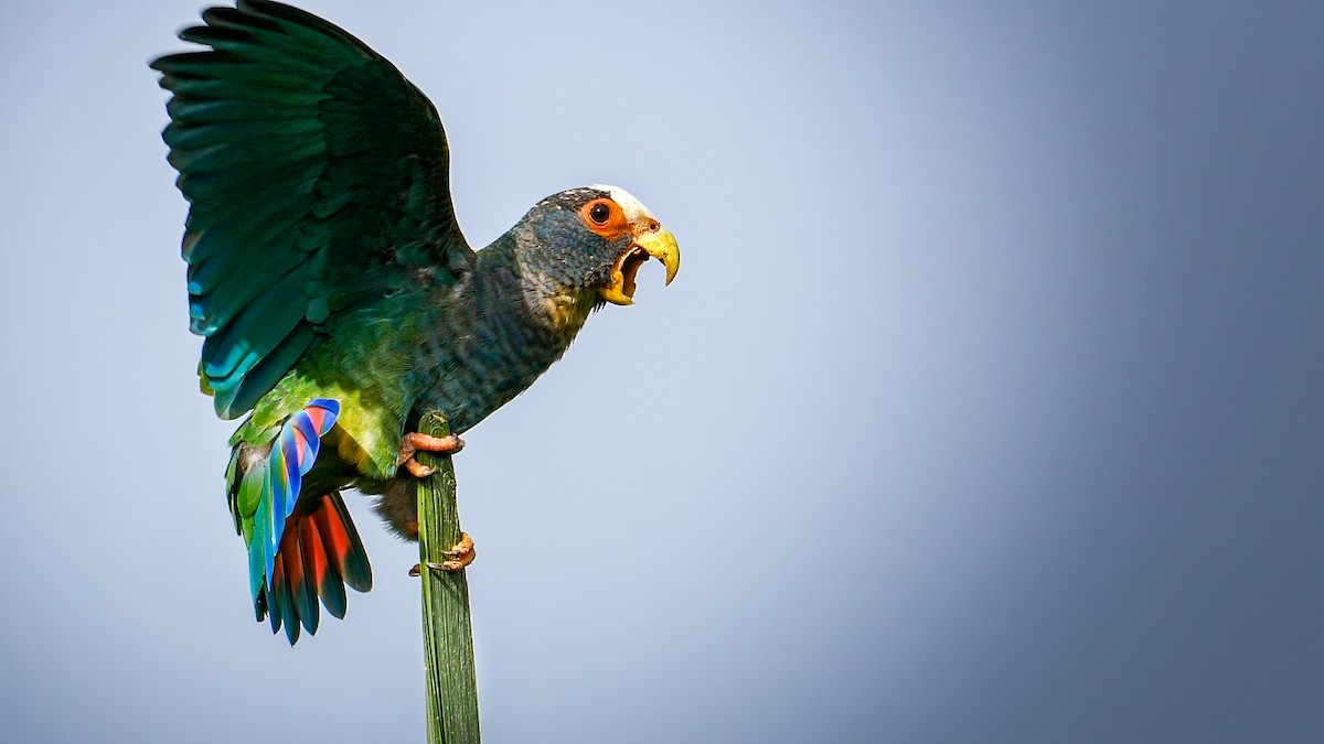 Loro Senil - ML630732920