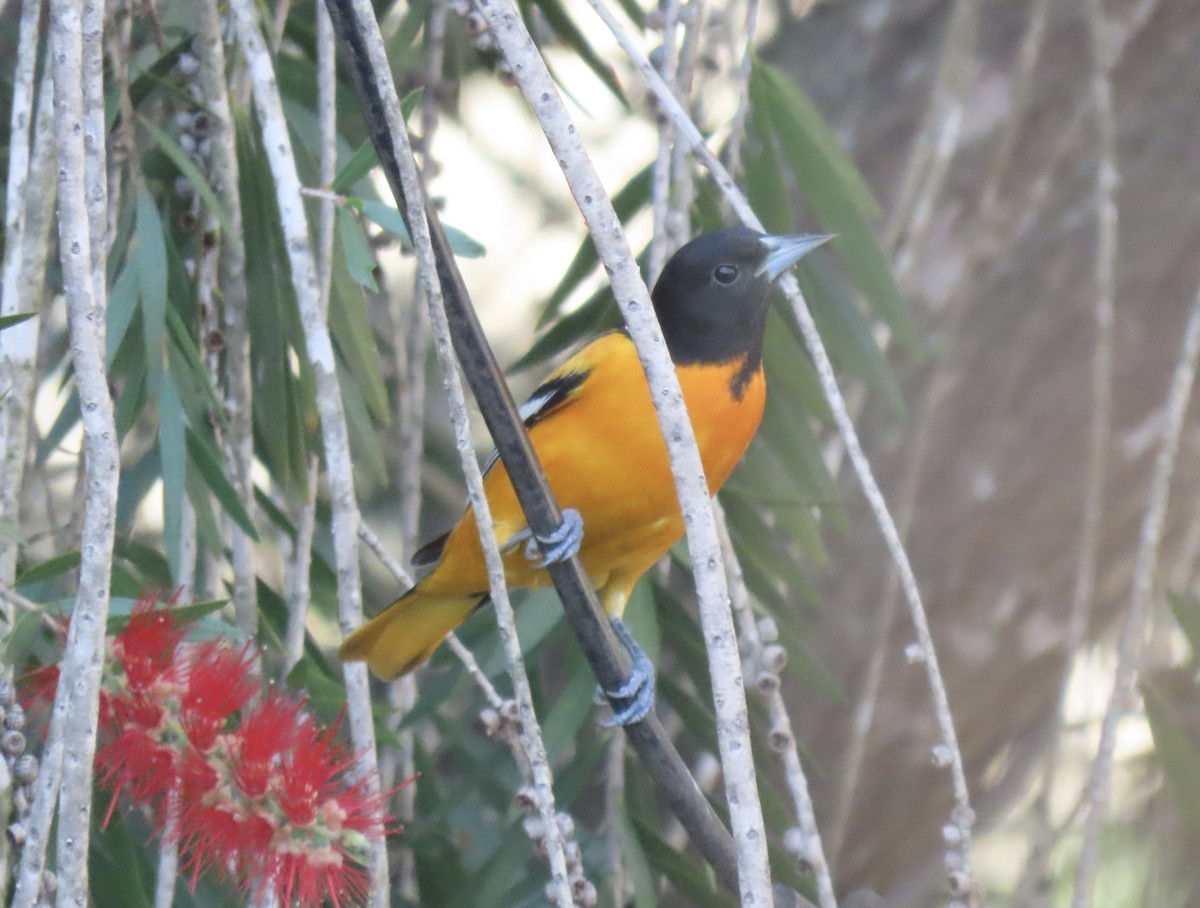 Baltimore Oriole - ML630733034