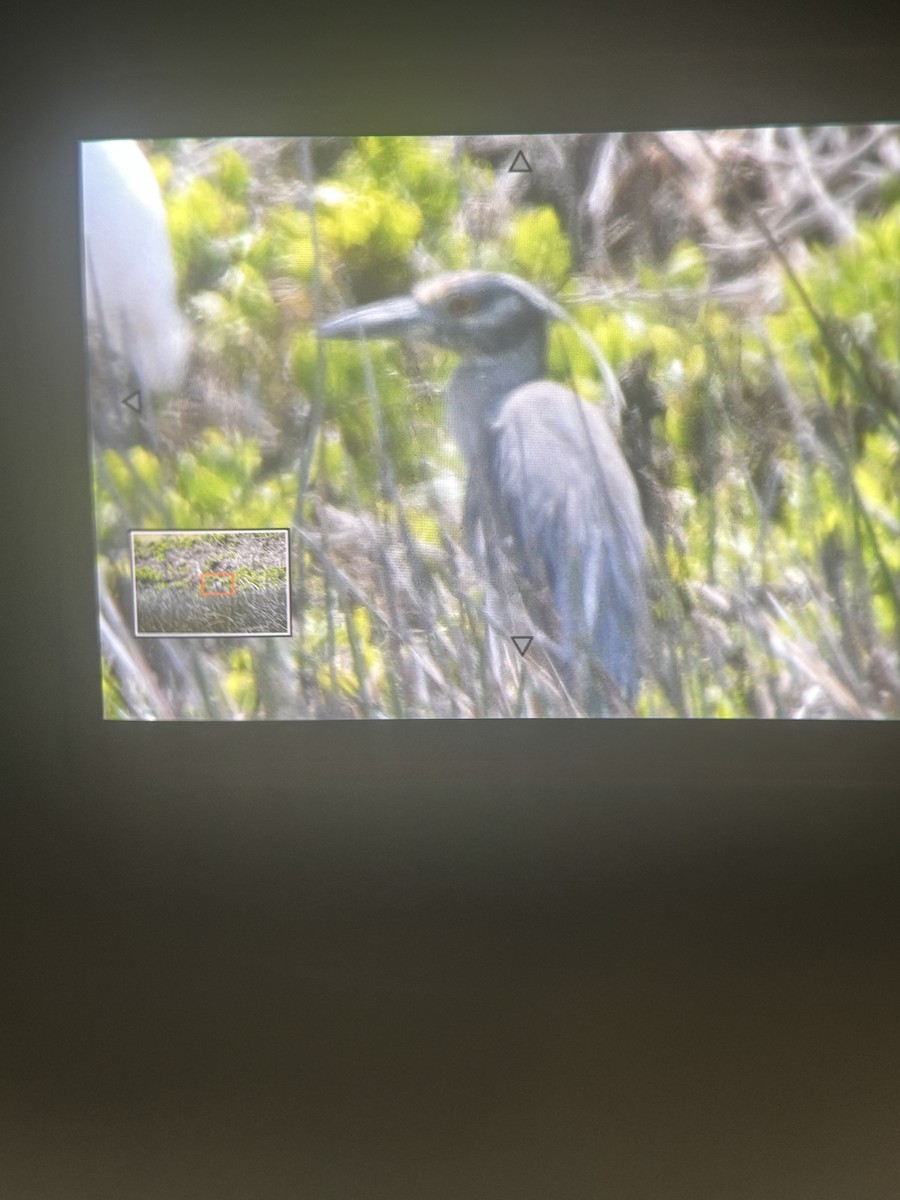 Yellow-crowned Night Heron - ML630733096