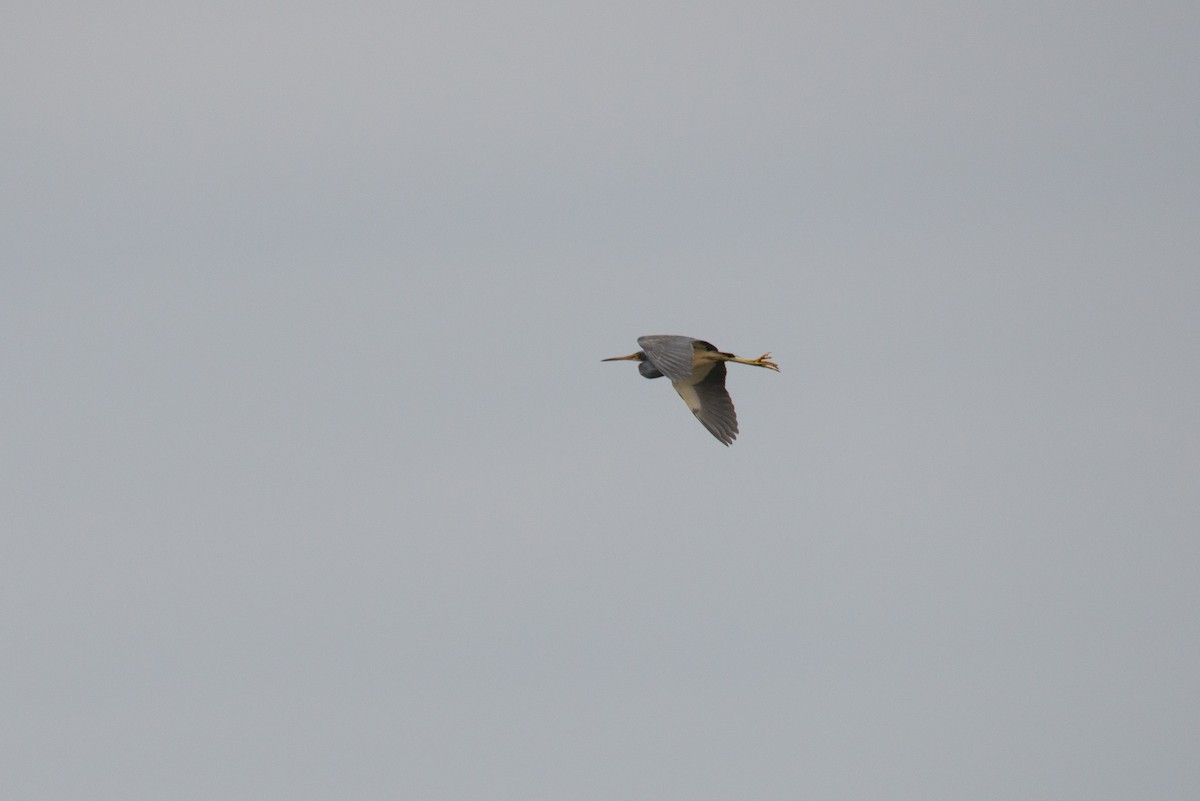 Tricolored Heron - ML630733134