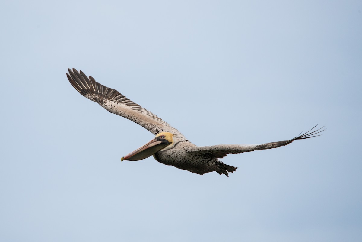 Brown Pelican - ML630733136
