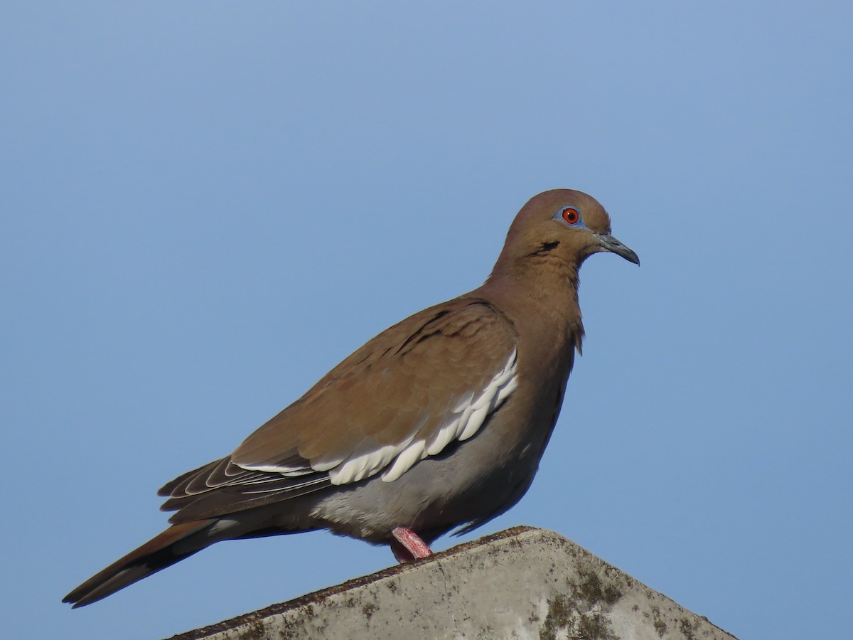 White-winged Dove - ML630733168