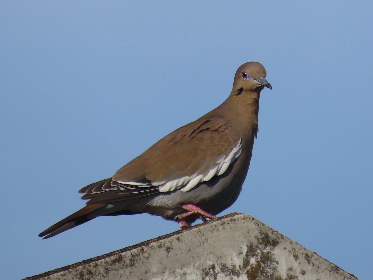 White-winged Dove - ML630733169