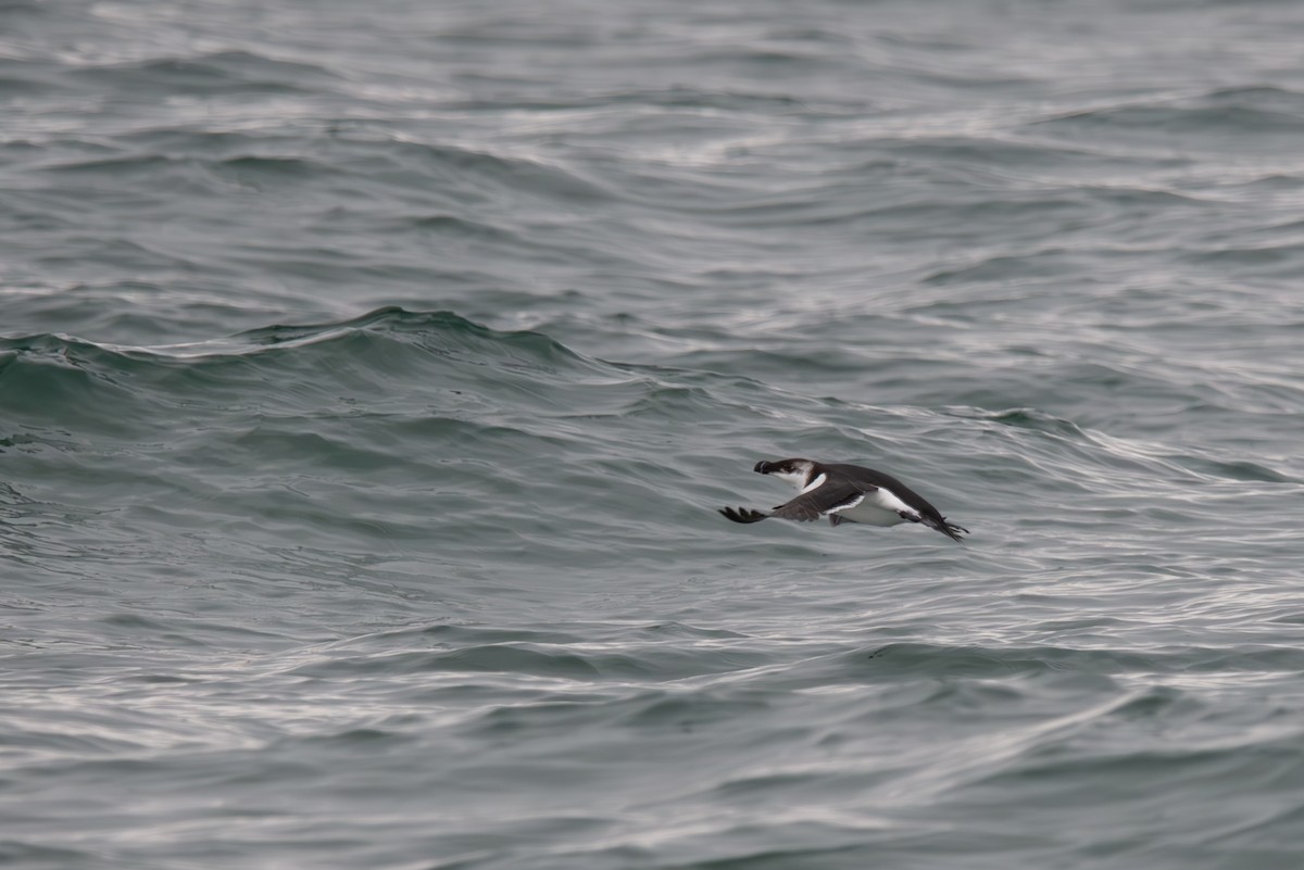 Razorbill - ML630733196