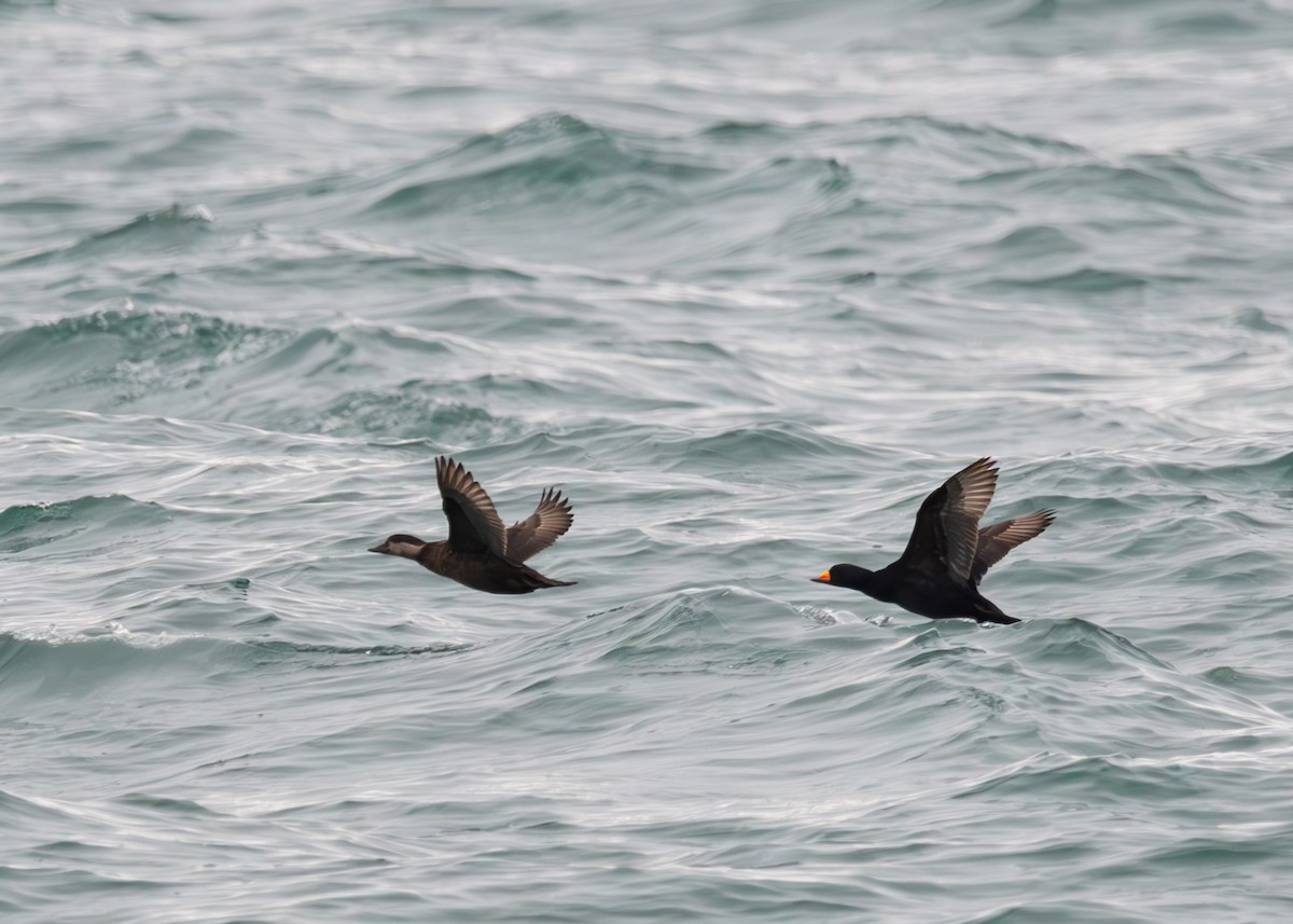 Black Scoter - ML630733207