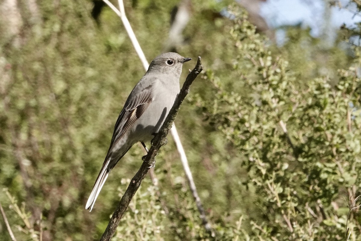 Townsend's Solitaire - ML630733374