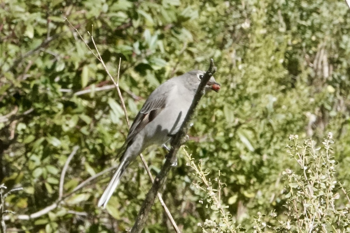 Townsend's Solitaire - ML630733375