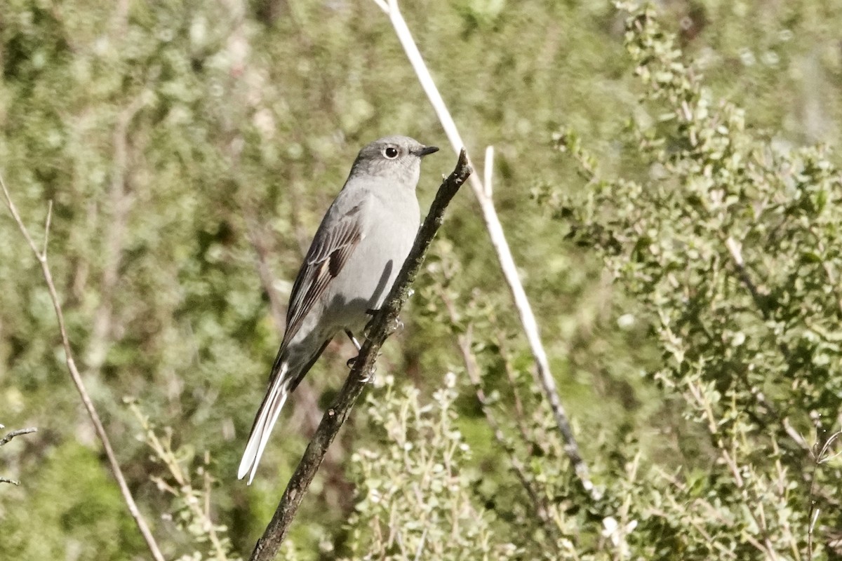 Townsend's Solitaire - ML630733376