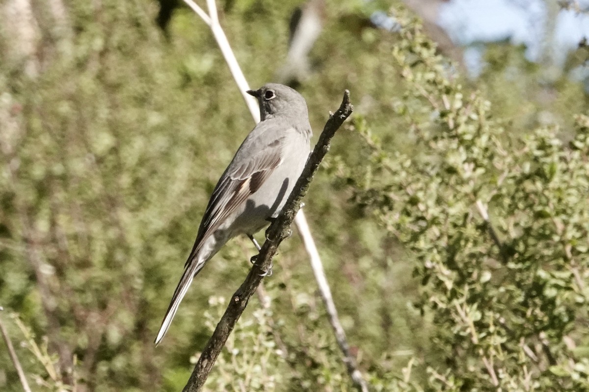 Townsend's Solitaire - ML630733377