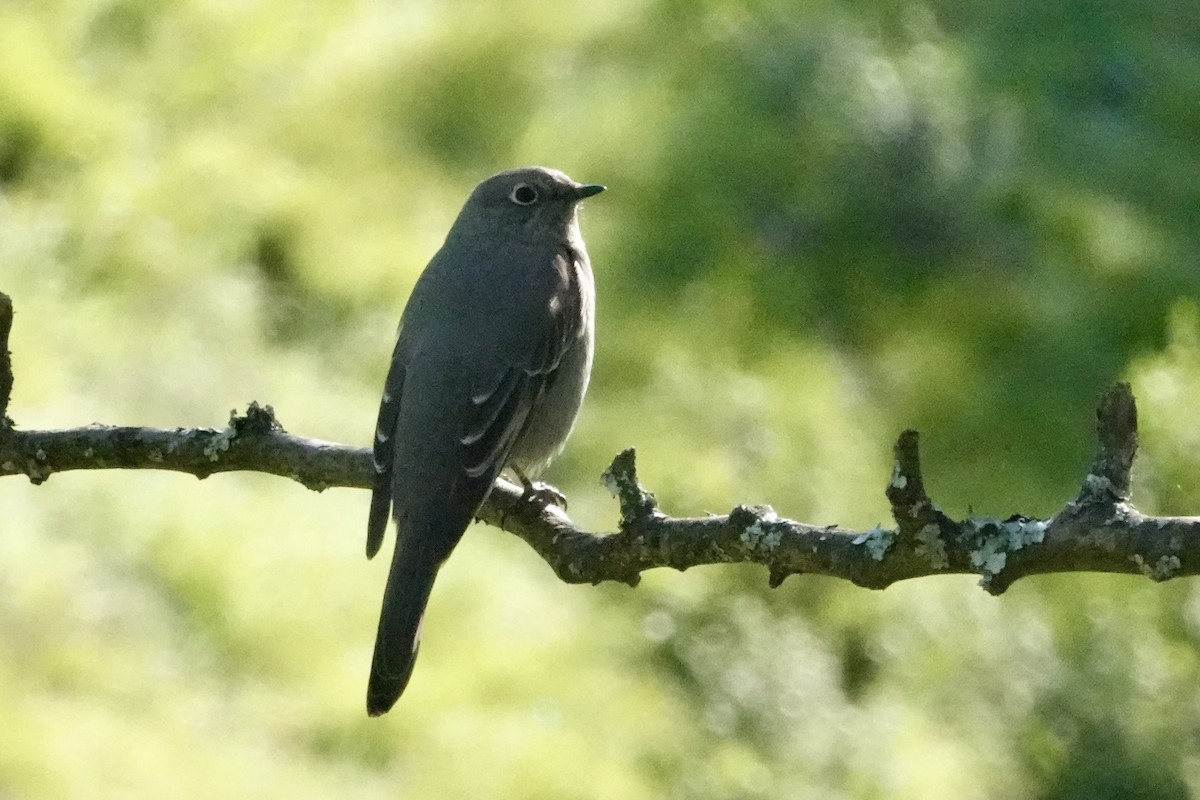 Townsend's Solitaire - ML630733378