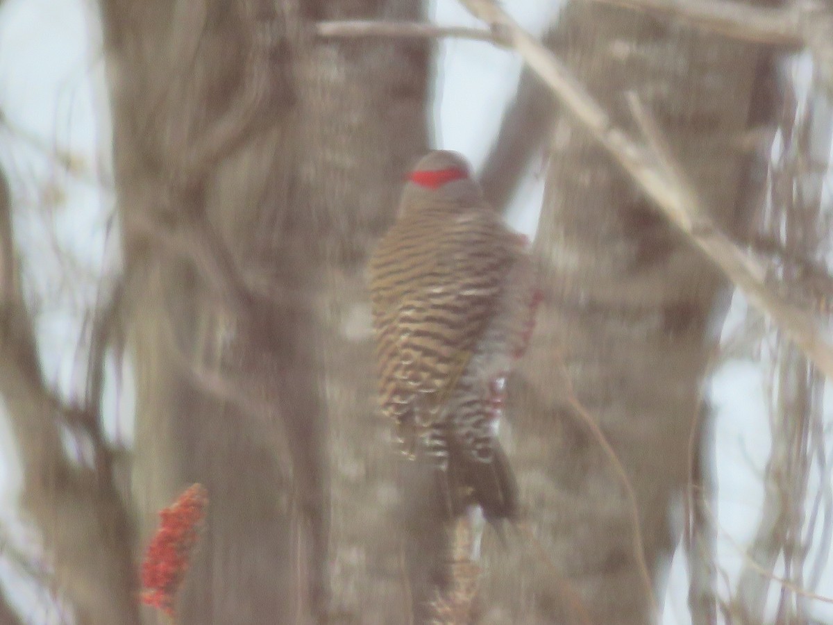 Northern Flicker - ML630733443
