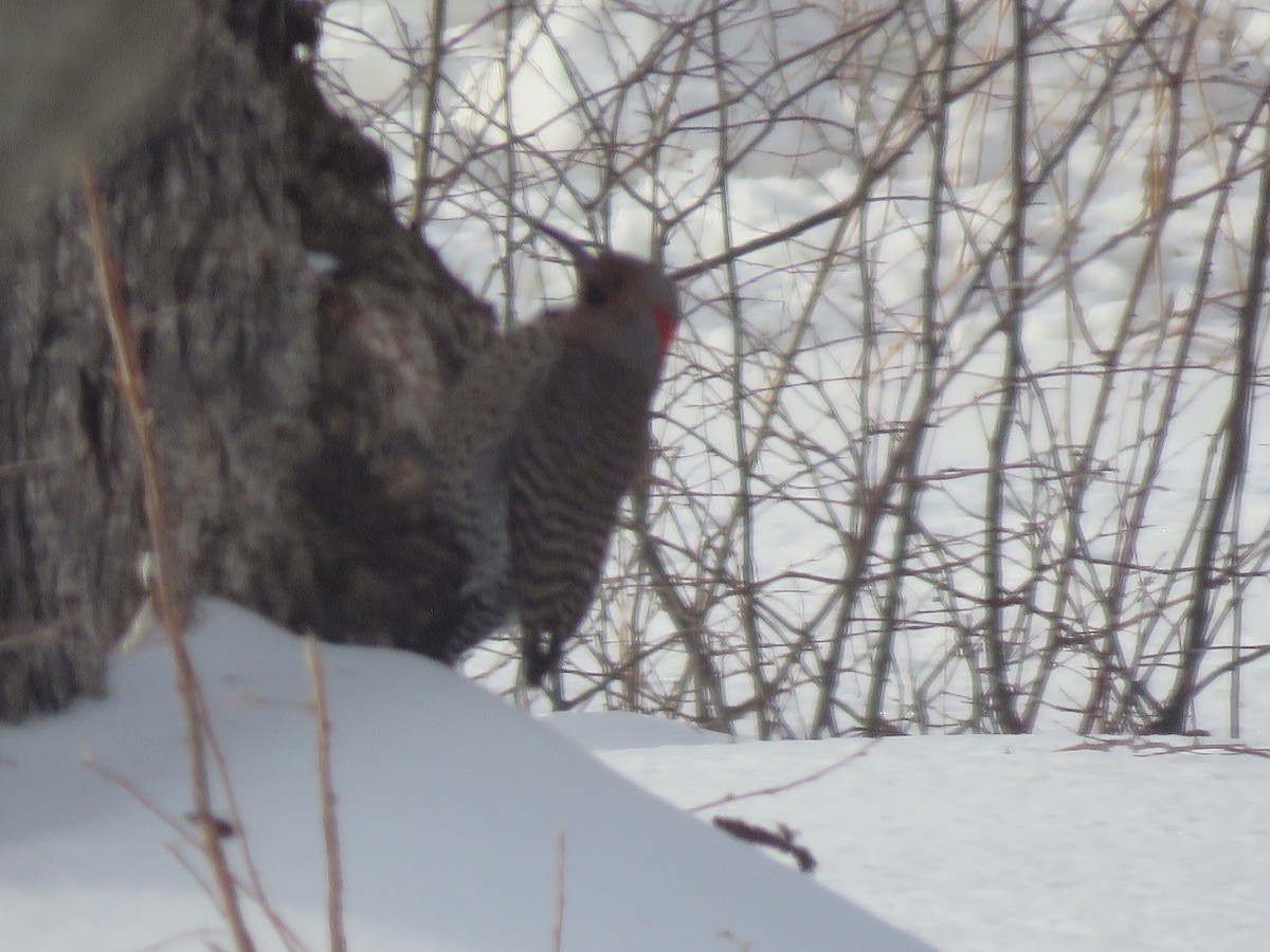 Northern Flicker - ML630733444