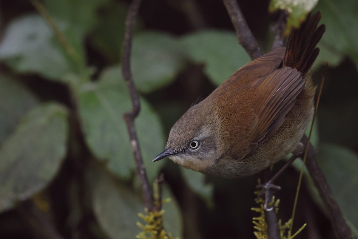Sri Lanka Bush Warbler - ML630733477