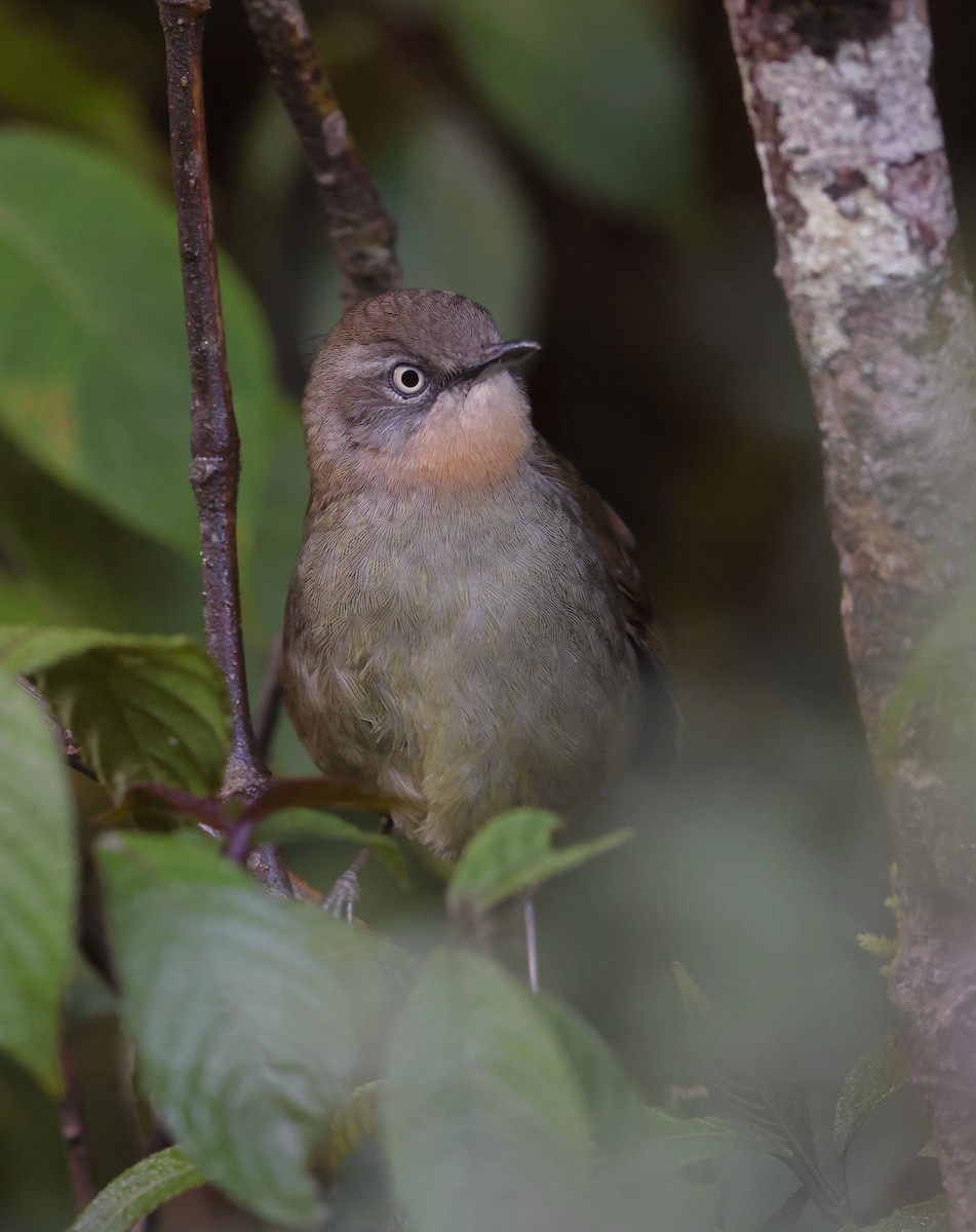 Sri Lanka Bush Warbler - ML630733478