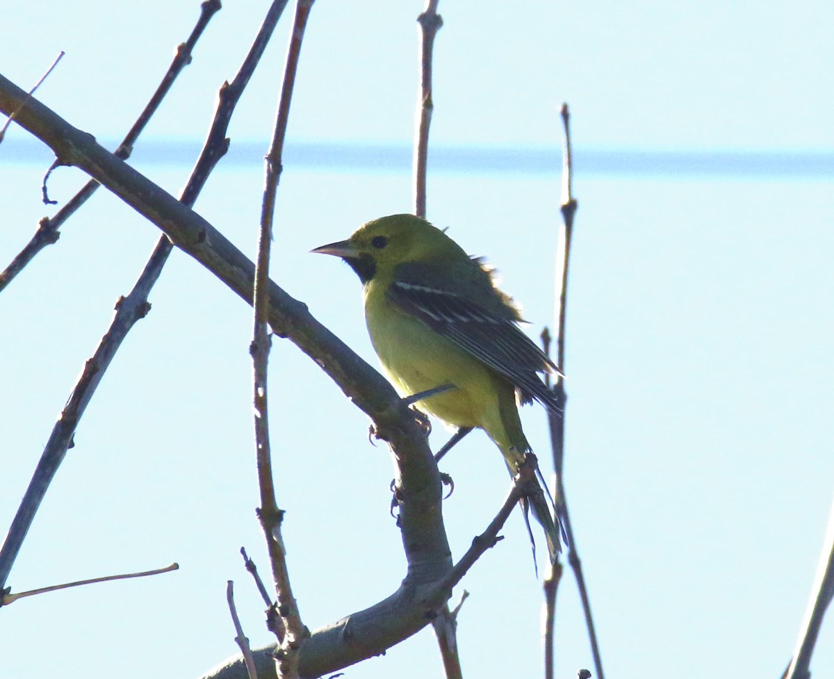 Orchard Oriole - ML630733703