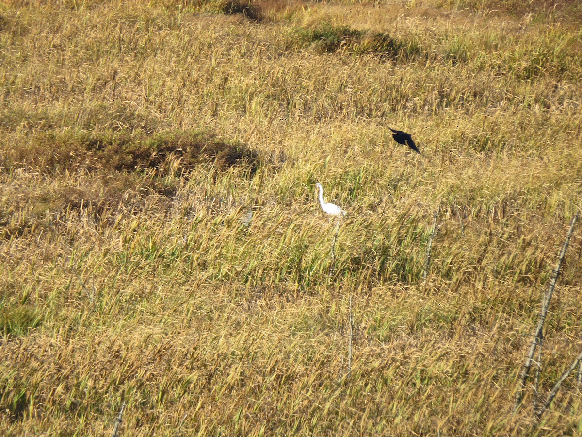 Great Egret - ML630733710