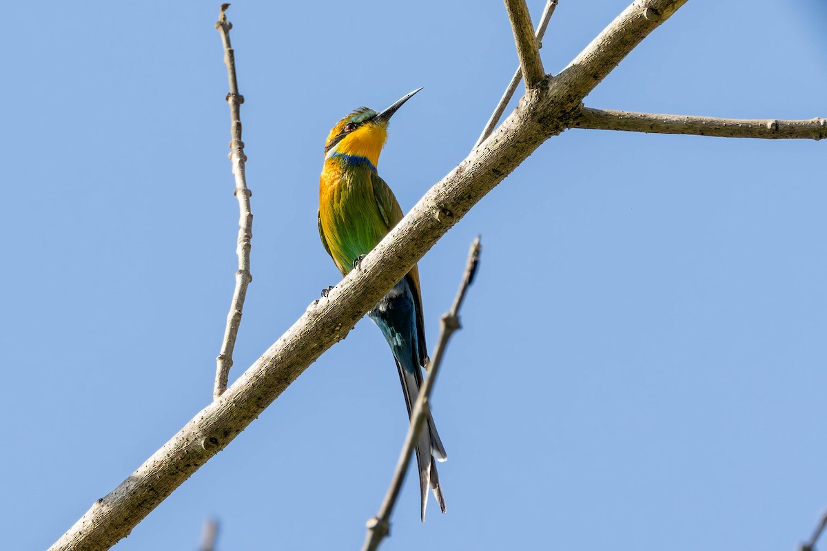 Swallow-tailed Bee-eater - ML630733887