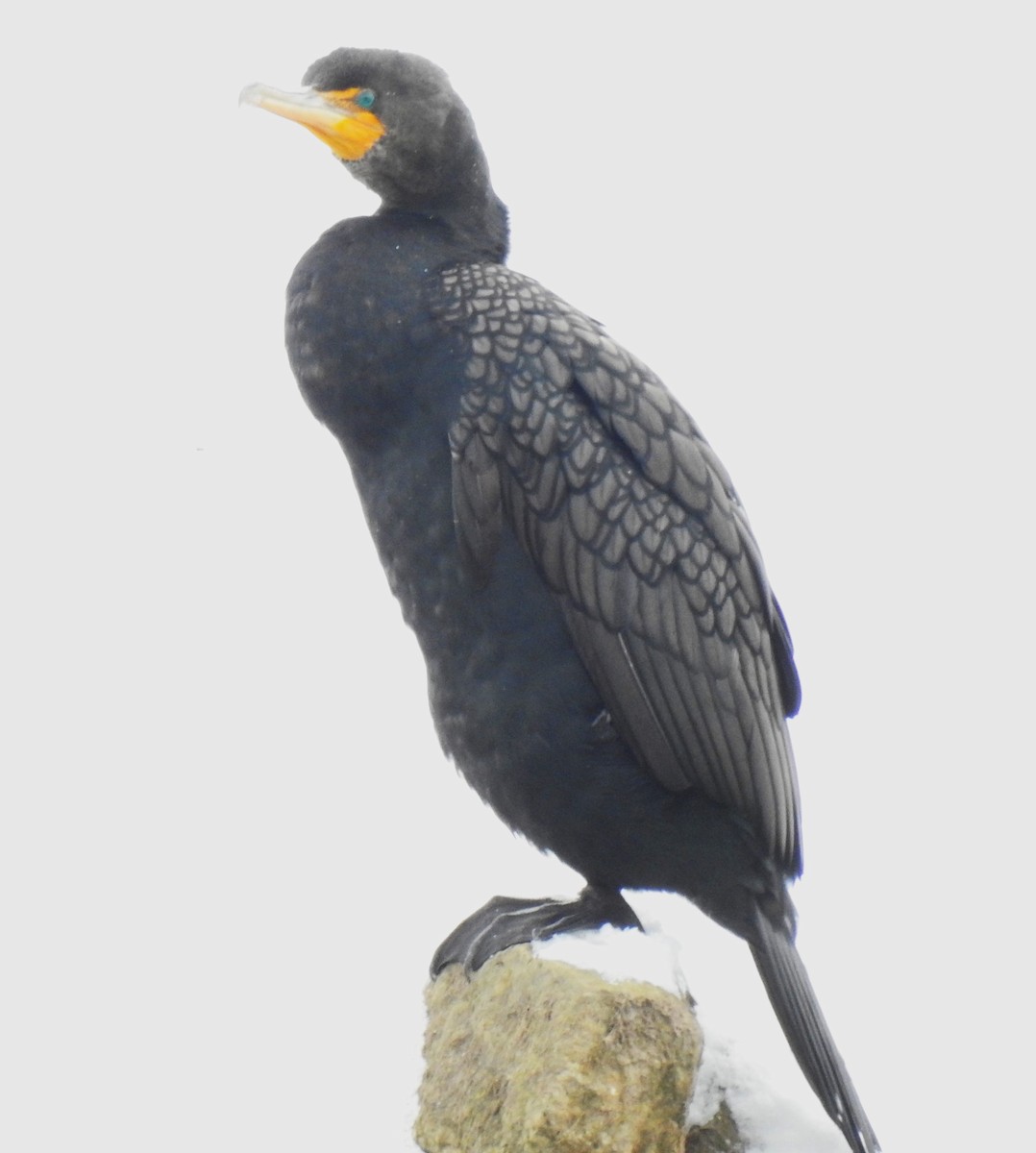 Double-crested Cormorant - ML630733947