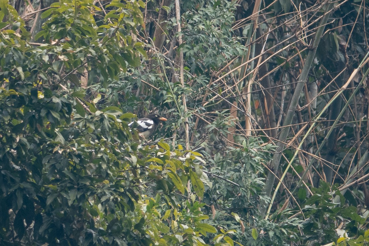 White-winged Magpie - ML630734007