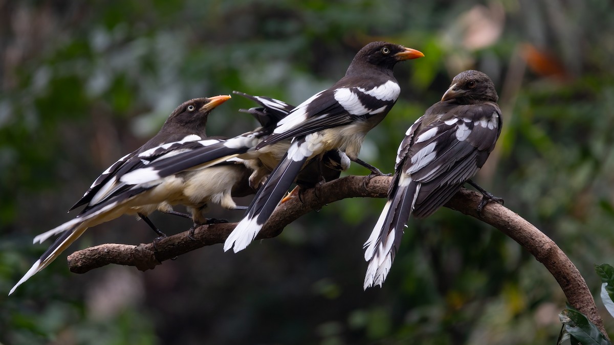 White-winged Magpie - ML630734009
