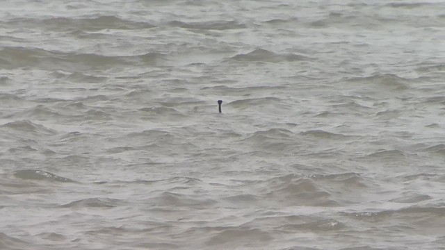 Western Grebe - ML630734283