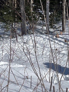Willow Ptarmigan - ML630734389