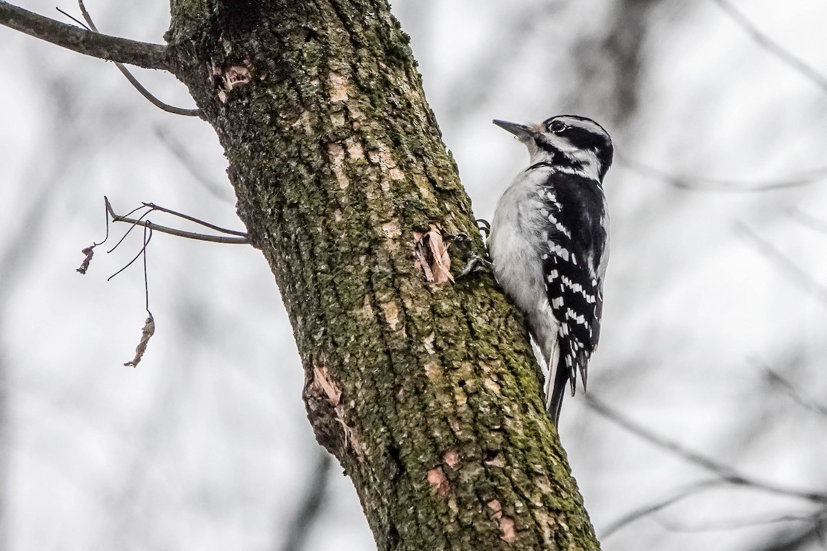 Hairy Woodpecker - ML630734581