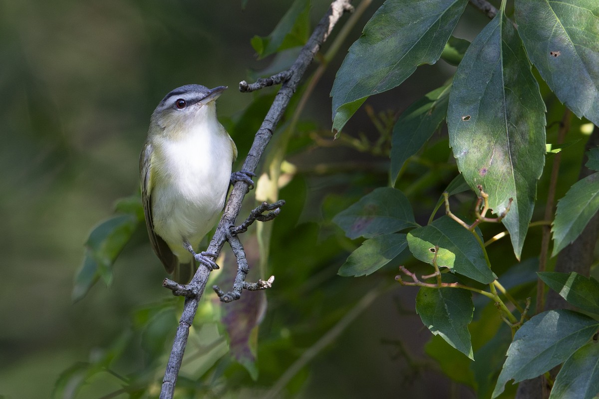 Red-eyed Vireo - ML630734630