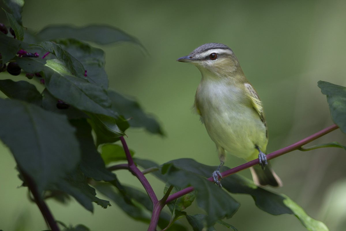 Red-eyed Vireo - ML630734631