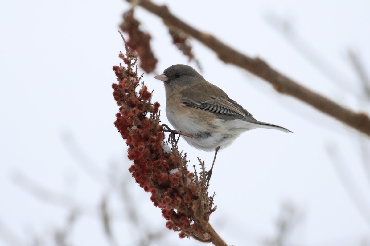 Dark-eyed Junco - ML630734837