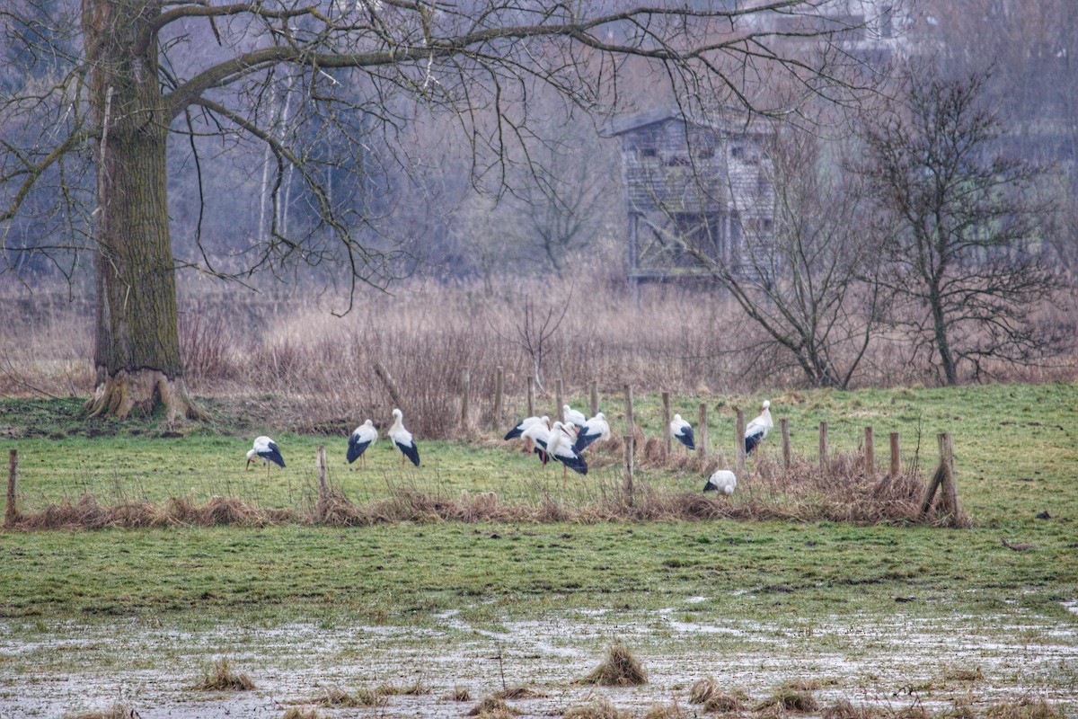White Stork - ML630734911