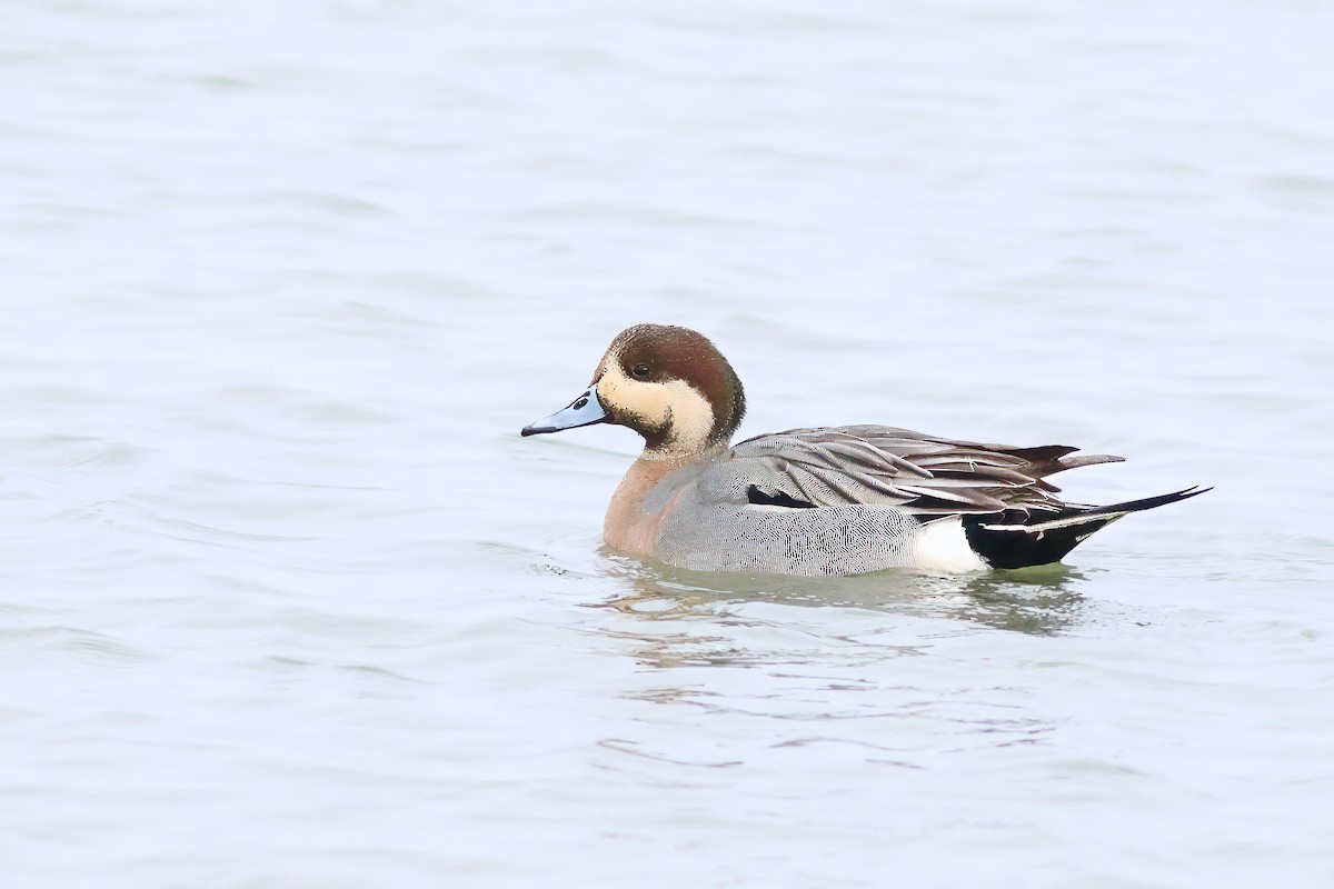 Зээрд алаг x Шовтгор алаг нугас (эрлийз) - ML630735082