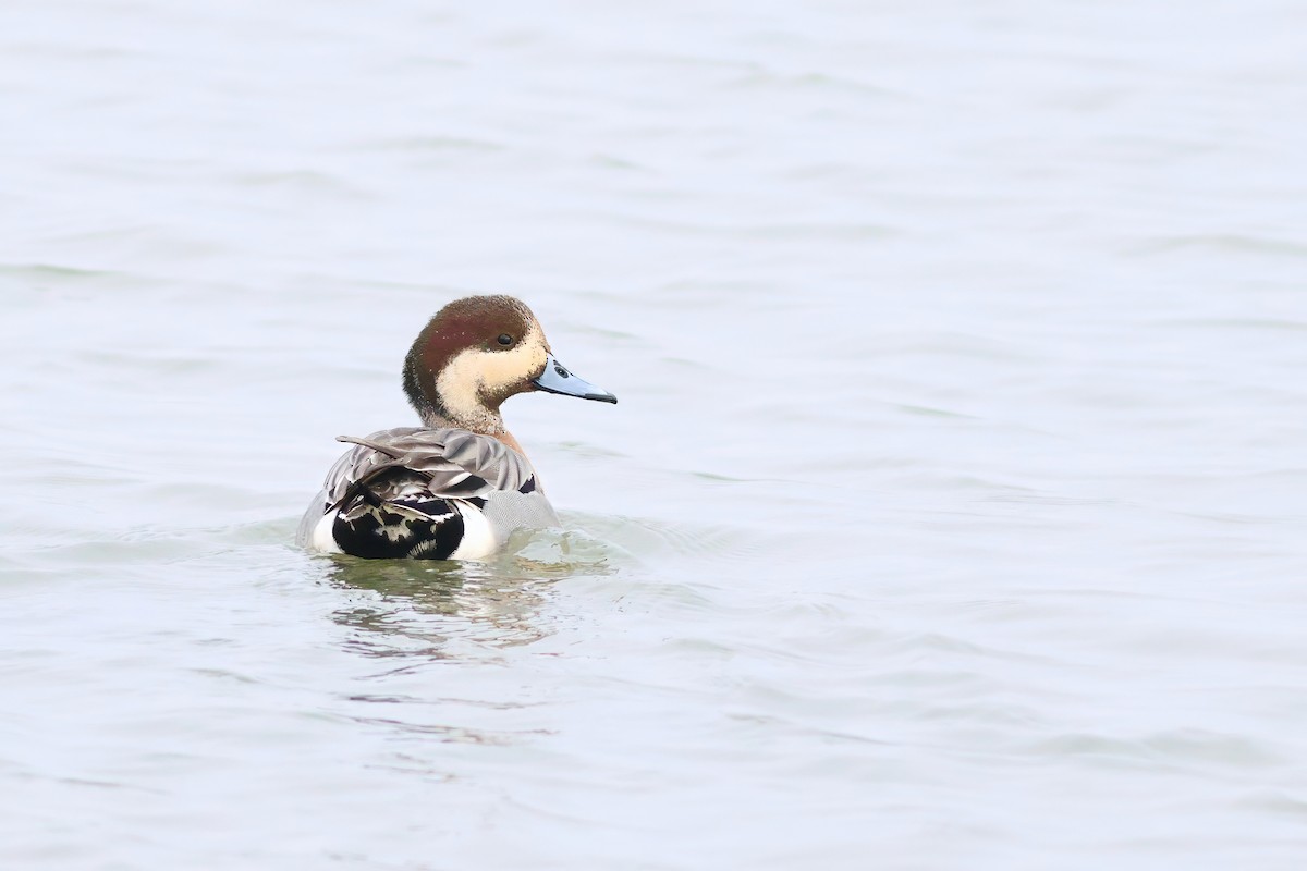 Зээрд алаг x Шовтгор алаг нугас (эрлийз) - ML630735083