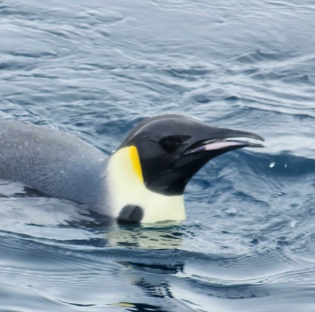Emperor Penguin - Annick Morgenthaler