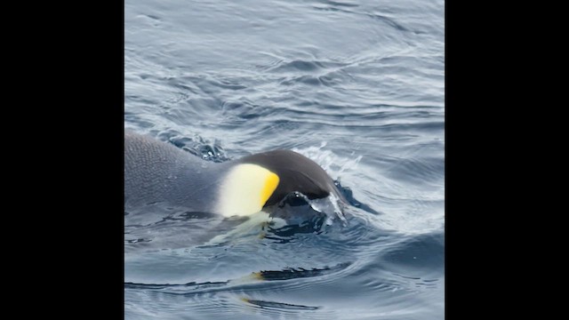 Emperor Penguin - ML630735374