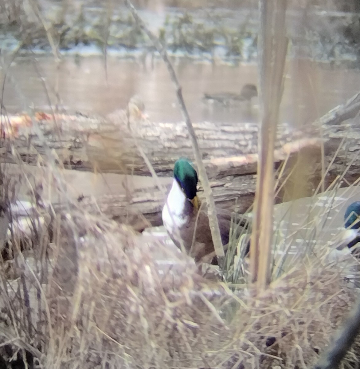 マガモ（アヒル、家畜） - ML630735458