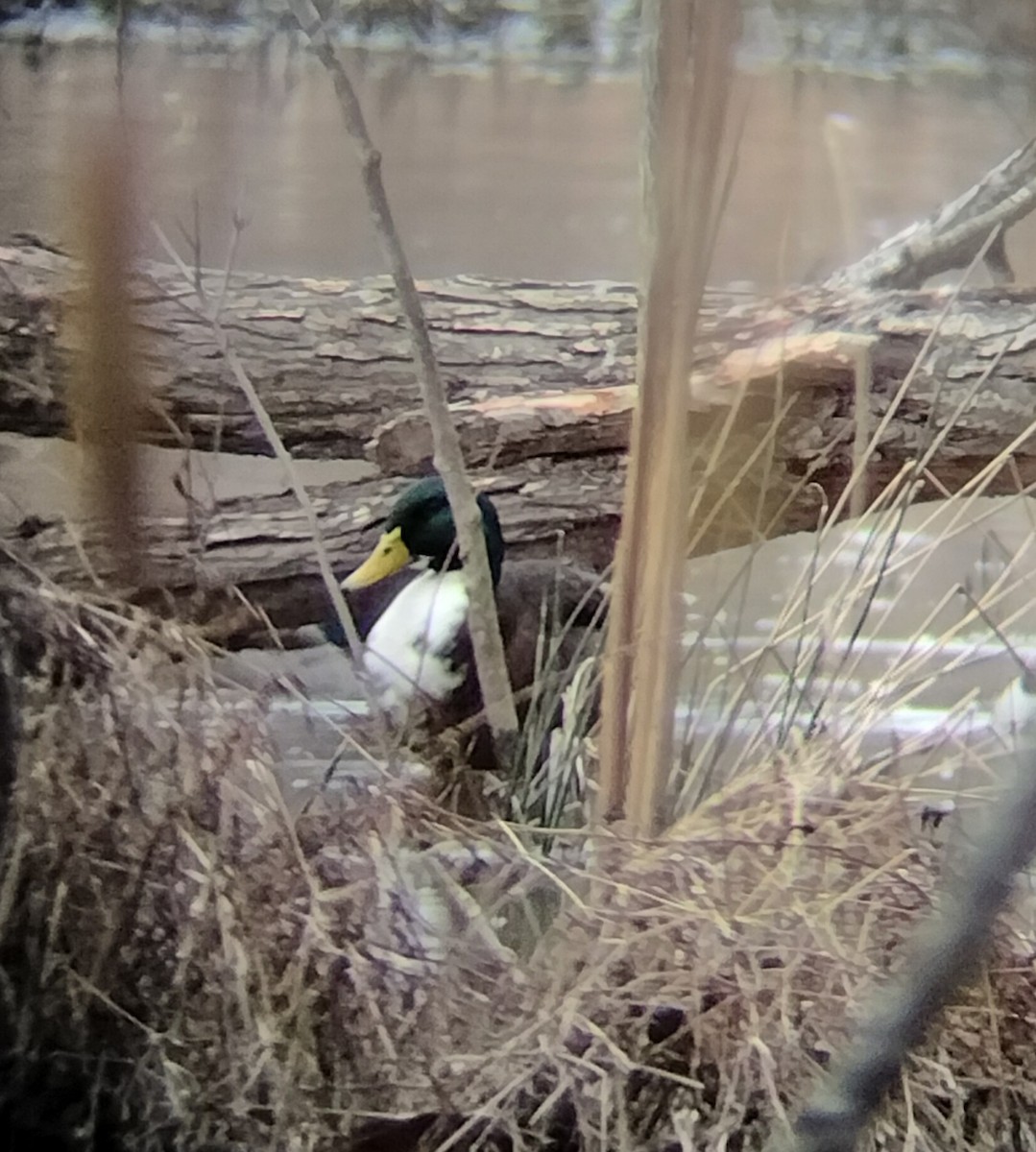 マガモ（アヒル、家畜） - ML630735482