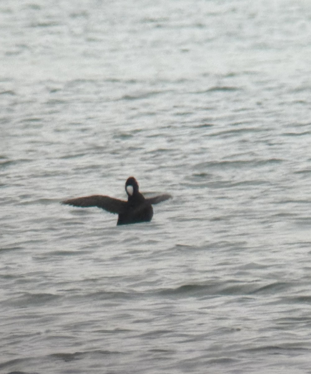Surf Scoter - ML630735556
