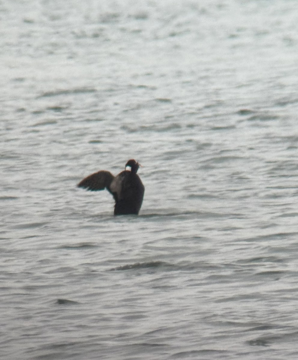 Surf Scoter - ML630735557